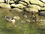 19th Apr 2020 - Mallard and Ducklings