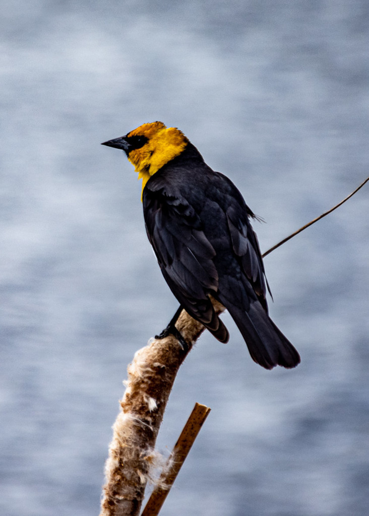 Yellow Headed Blackbird  by 365karly1