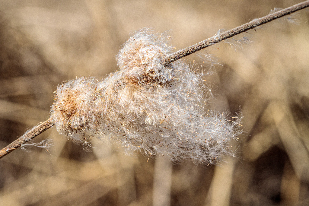 Swamp down aka cattail fluff by lindasees