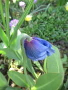 20th Apr 2020 - blue poppy