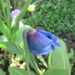 blue poppy by anniesue