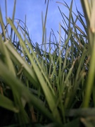 20th Apr 2020 - Watching Grass Grow