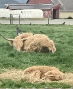 19th Apr 2020 - Highland baby and mom