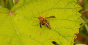20th Apr 2020 - Wasp on the Leaf!