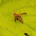 Wasp on the Leaf! by rickster549