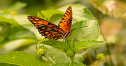 20th Apr 2020 - Another Gulf Fritillary Butterfly!