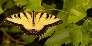 20th Apr 2020 - Eastern Tiger Swallowtail Butterfly!