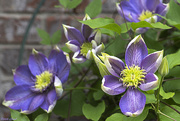 19th Apr 2020 - Clematis
