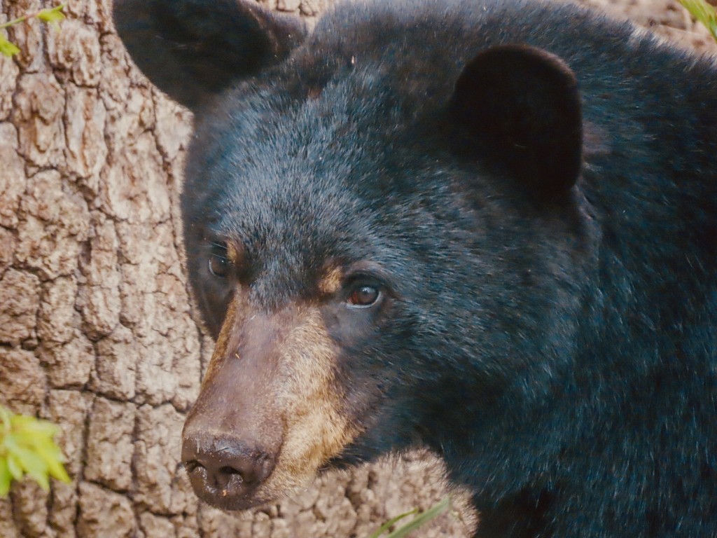 Portrait of a Black Bear  by mzzhope