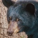 Portrait of a Black Bear  by mzzhope