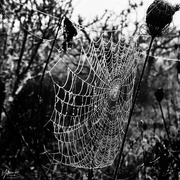 21st Apr 2020 - Spiders Web in Black and White