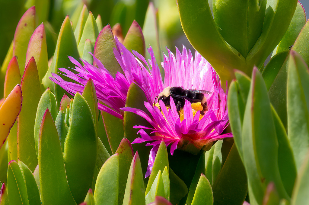 Bumble Bee by nicoleweg