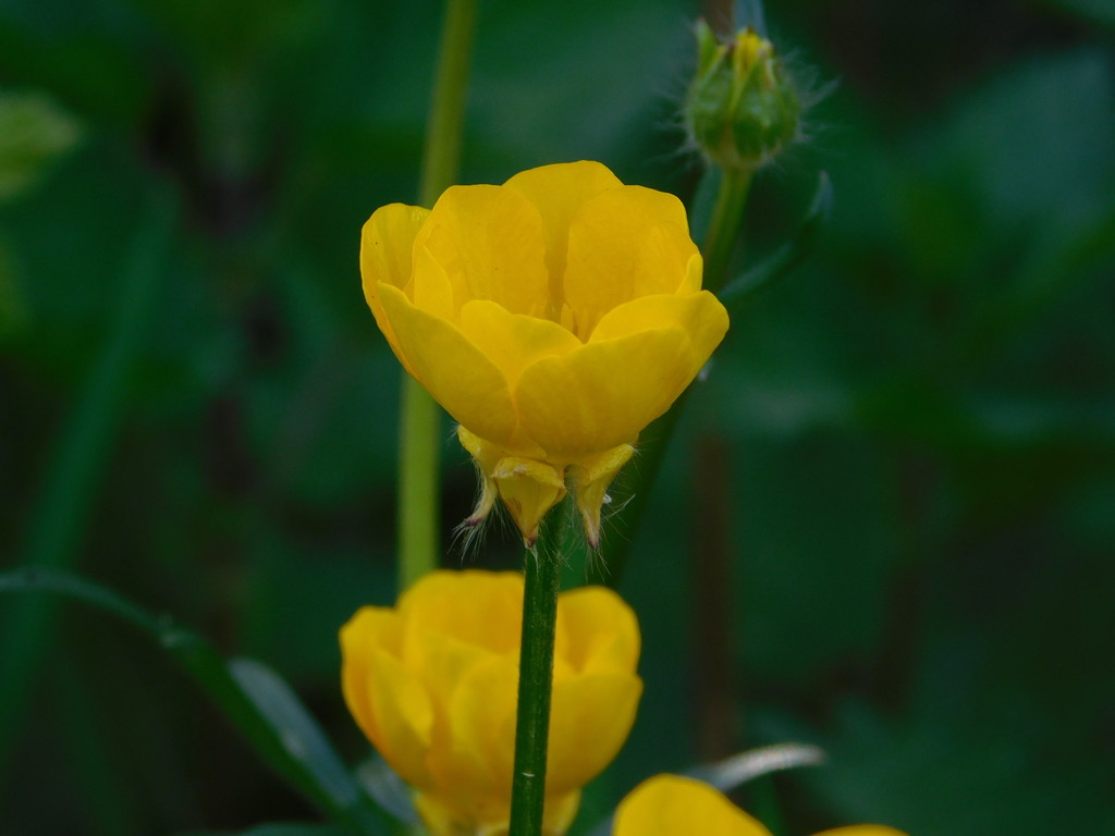 Today the humble Buttercup takes a bow...... by 365anne