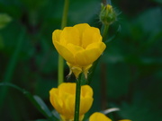 21st Apr 2020 - Today the humble Buttercup takes a bow......