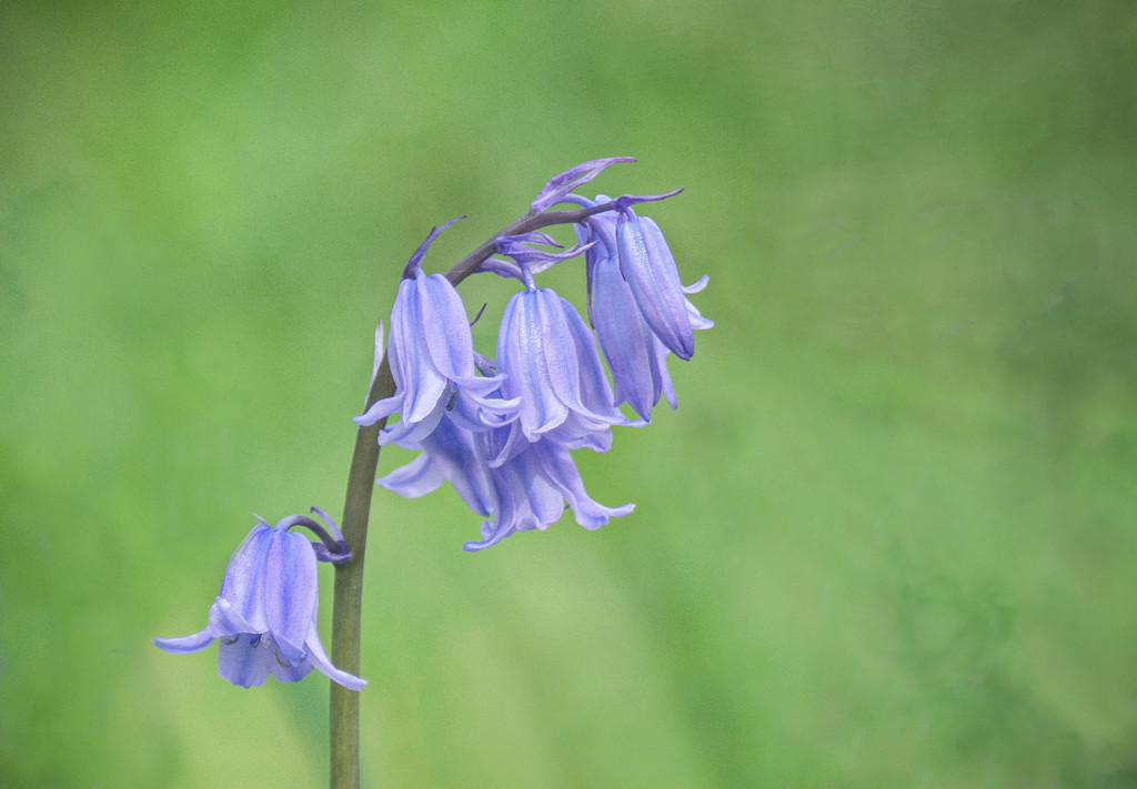 Bluebell by inthecloud5