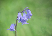 15th Apr 2020 - Bluebell