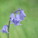 Bluebell by inthecloud5