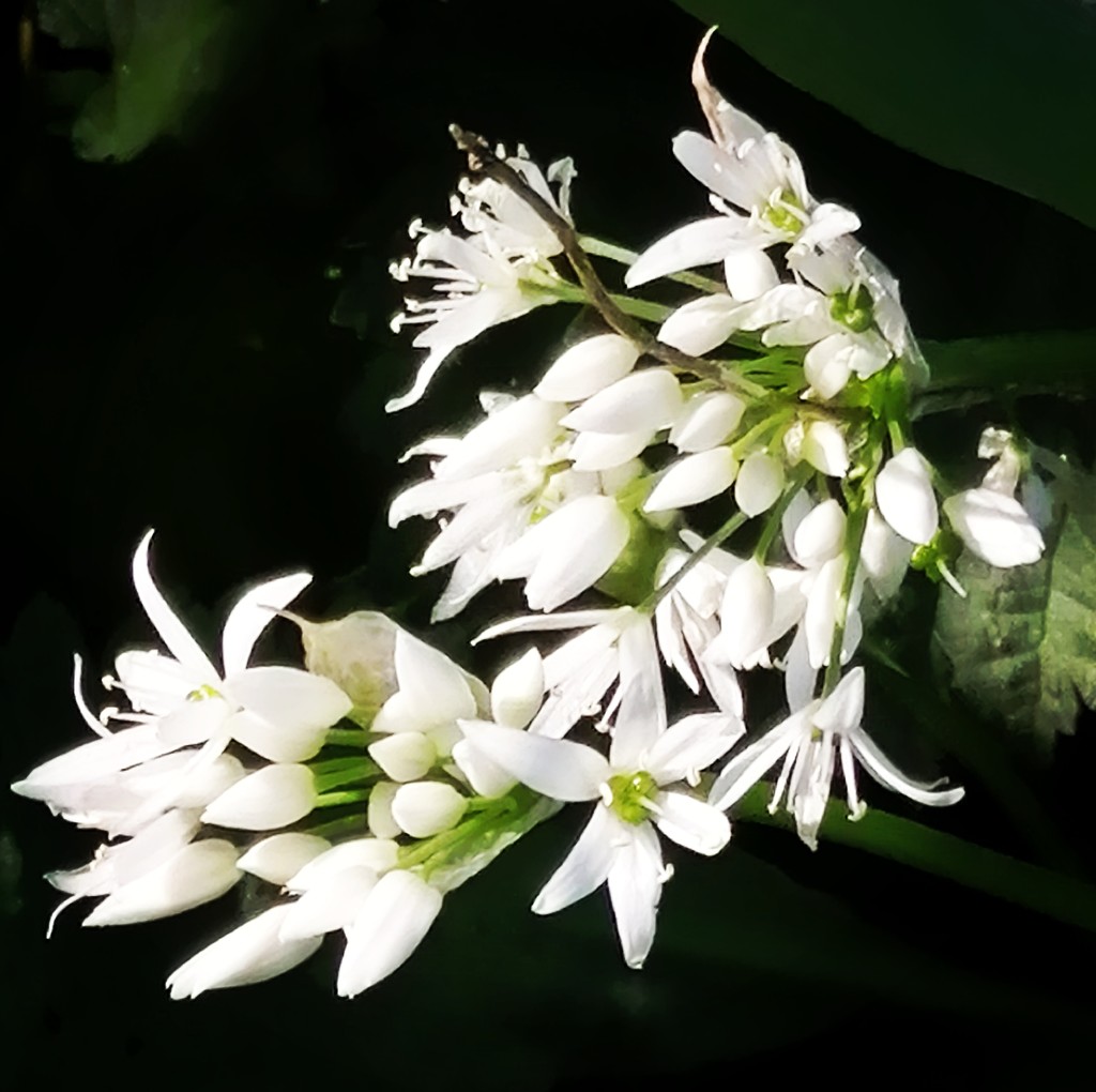 Wild garlic  by flowerfairyann