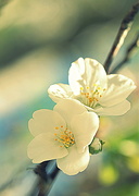 21st Apr 2020 - Blossoms 21
