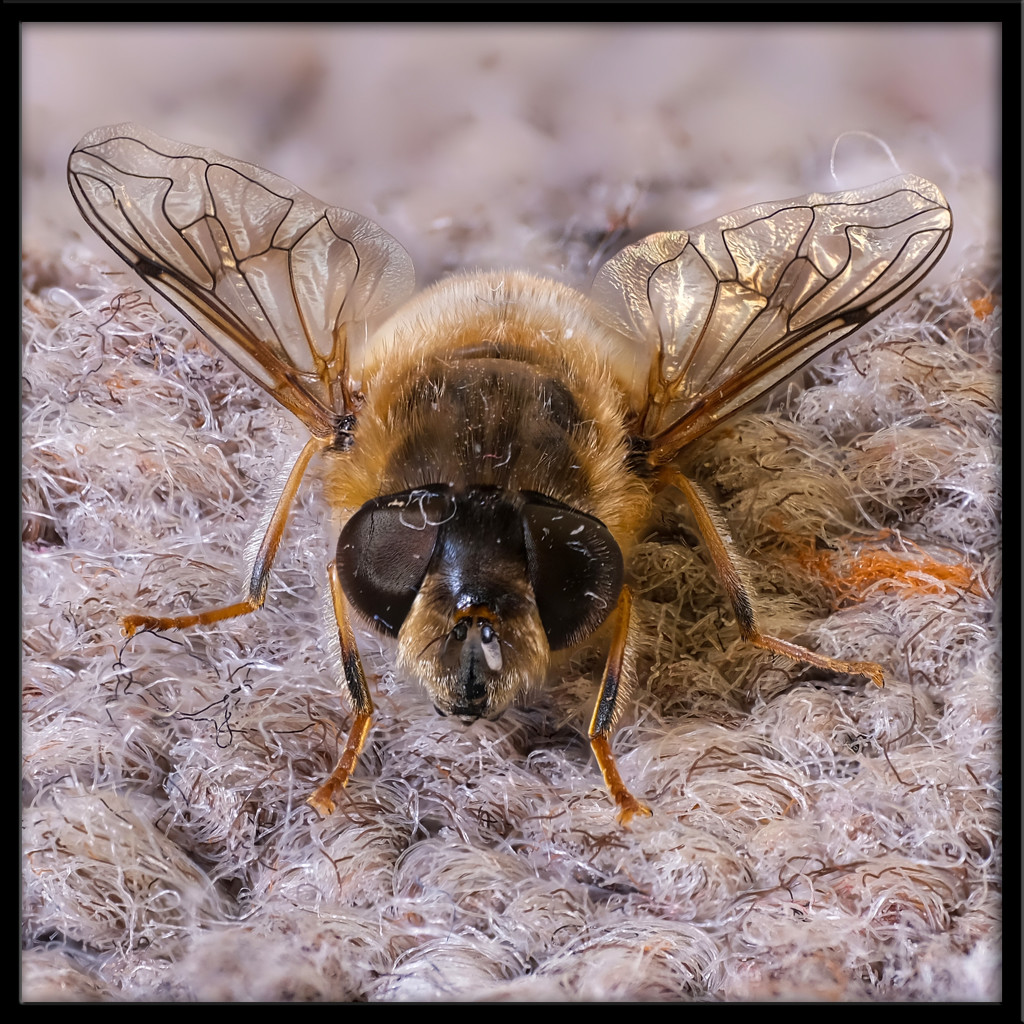 A sense of Bee-attitude by ellida