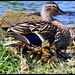 Stacking Her Babies 3 Little Heads High by moviegal1