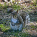 Squirrel by k9photo