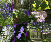 21st Apr 2020 - Bluebell Wood