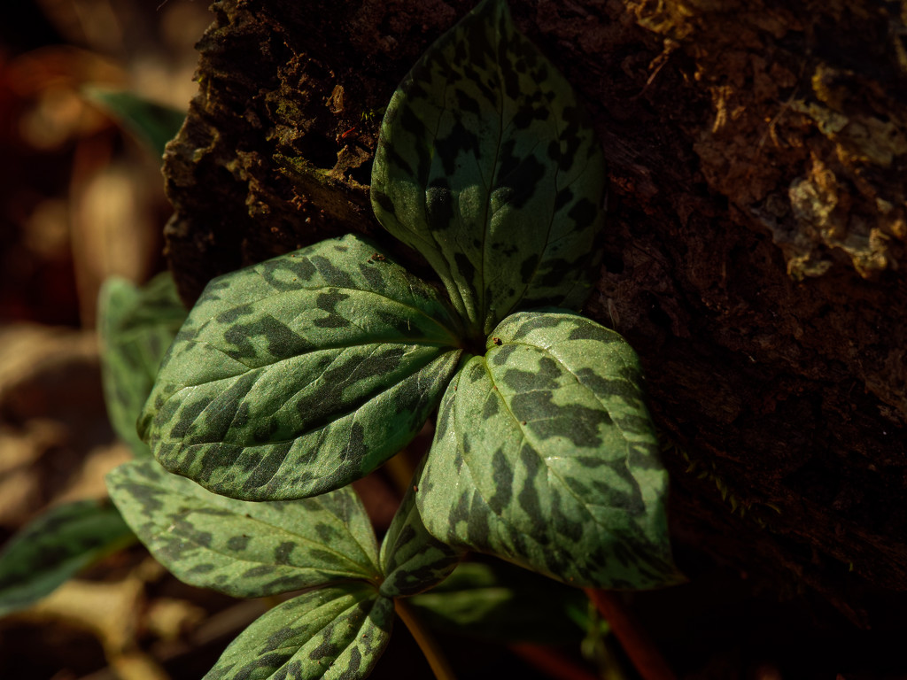 trillium in the shade by rminer