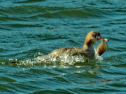 21st Apr 2020 - Red-breasted merganser with fish 