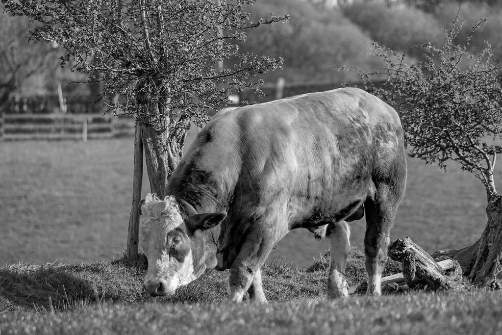 Polled Bull. by gamelee
