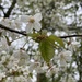 Cherry Bloom by ninihi