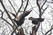 19th Apr 2020 - Turkey Vultures 
