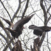 Turkey Vultures  by vera365