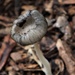 Mushroom by sandradavies