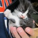 Little Kitten by randy23