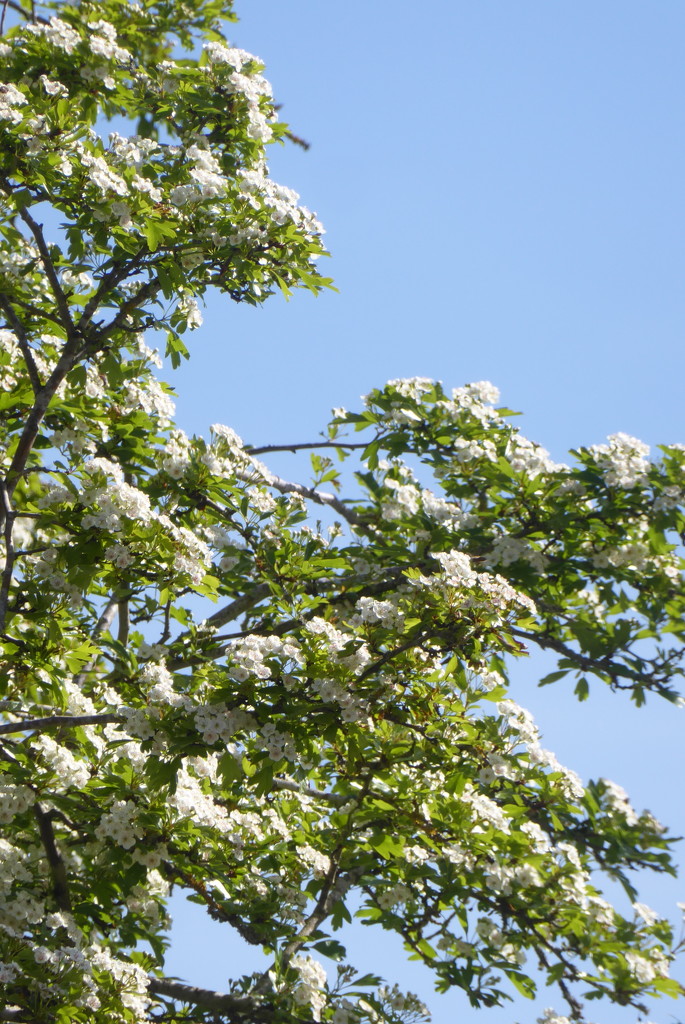 Hawthorn blossom reaching its peak by speedwell