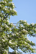 15th Apr 2020 - Hawthorn blossom reaching its peak