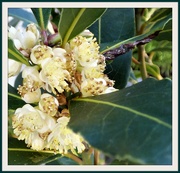 22nd Apr 2020 - Bay-tree blossom 
