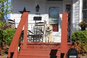 21st Apr 2020 - Neighborhood dog