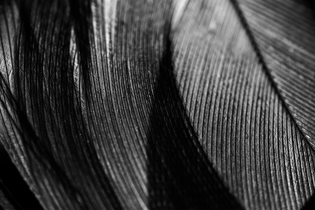 Close-Up of feather by ramr