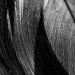 Close-Up of feather by ramr