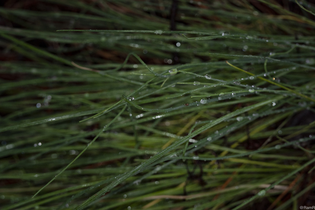 Grass After Rain by ramr