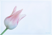 14th Apr 2020 - Tulip