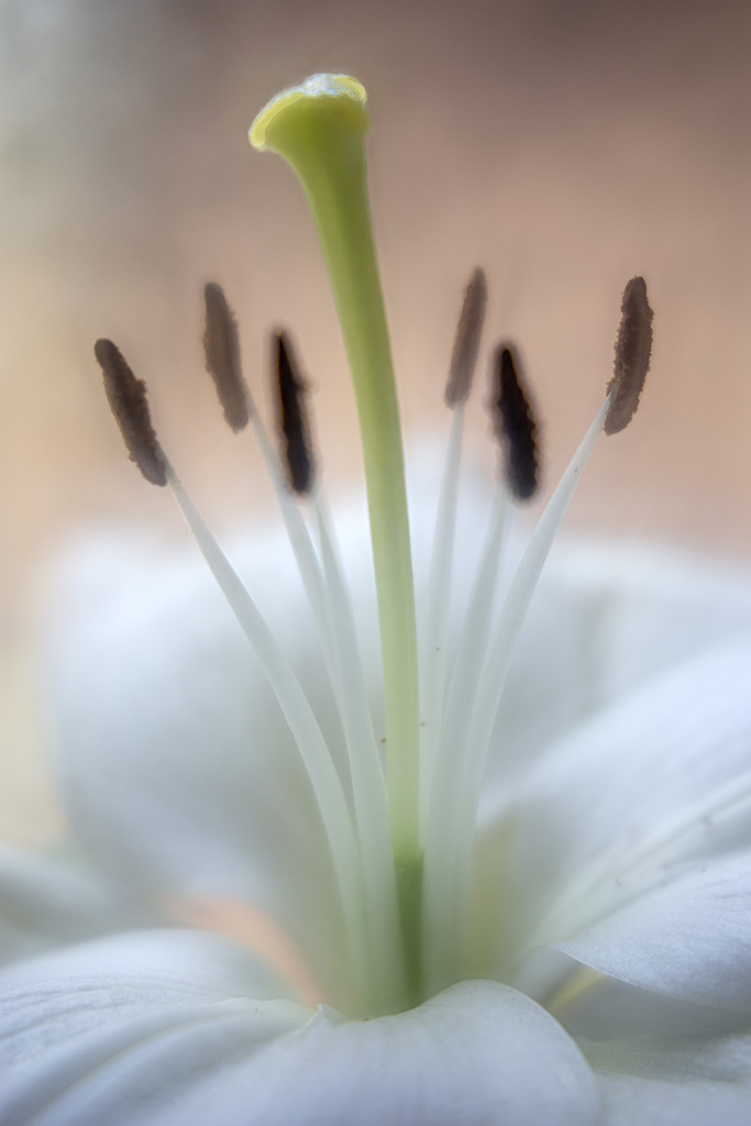 White Lily Splendour  by pdulis