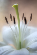 22nd Apr 2020 - White Lily Splendour 