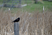 19th Apr 2020 - Red-Winged Blackbird