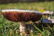 22nd Apr 2020 - Field Mushrooms