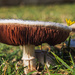 Field Mushrooms by yorkshirekiwi