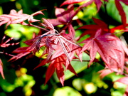 21st Apr 2020 - Red Emperor Maple