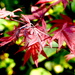 Red Emperor Maple by redy4et